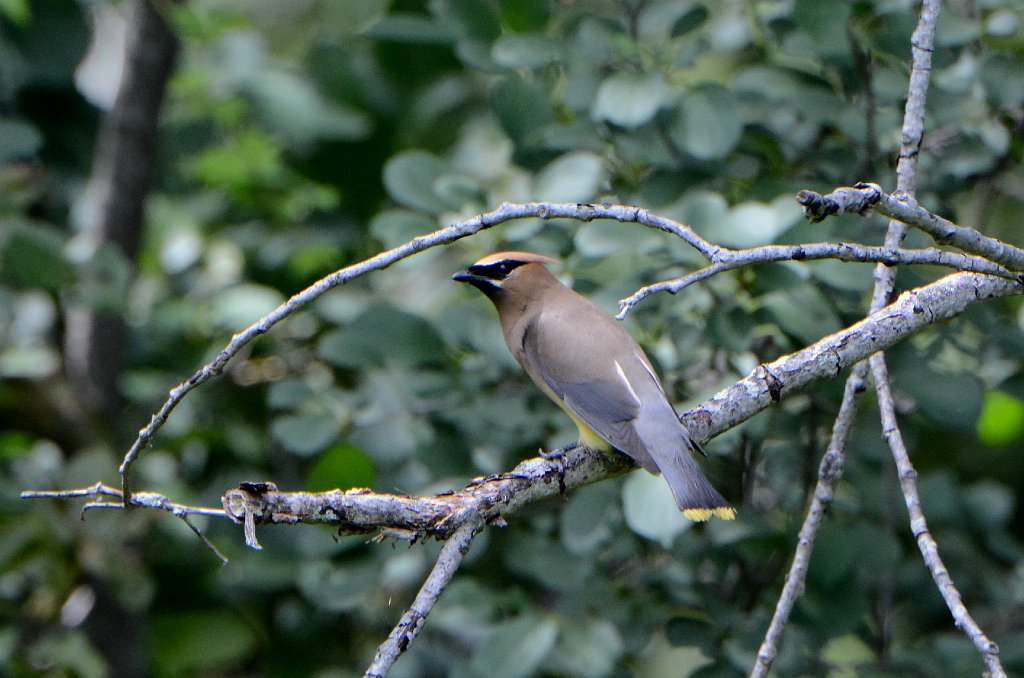 Waxwing, Cedar, 2015-07234165 Broad Meadow Brook, MA.JPG - Cedar Waxwing. Broad Meadow Brook Wildlife Sanctuary, MA, 7-23-2015